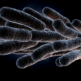 Immunology & Infectious Disease